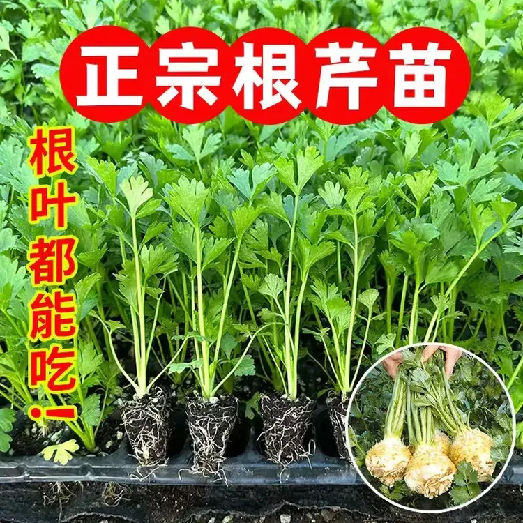 寿光根芹秧苗带土球四季阳台盆栽西芹红芹菜种苗秧高产蔬菜苗矮生