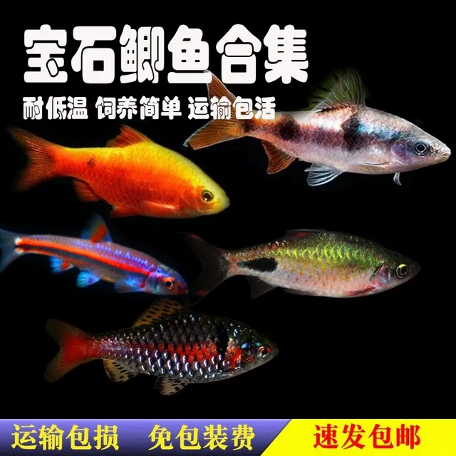 钻石宝石彩虹鲫鱼金元宝常温黑红紫光精灵原生热带小型冷水观赏鱼