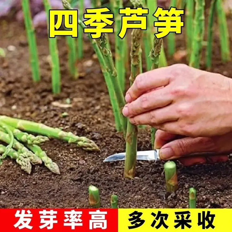 【开春种植】【今年新种】芦笋种子四季播多年生耐热耐寒水果家庭盆栽