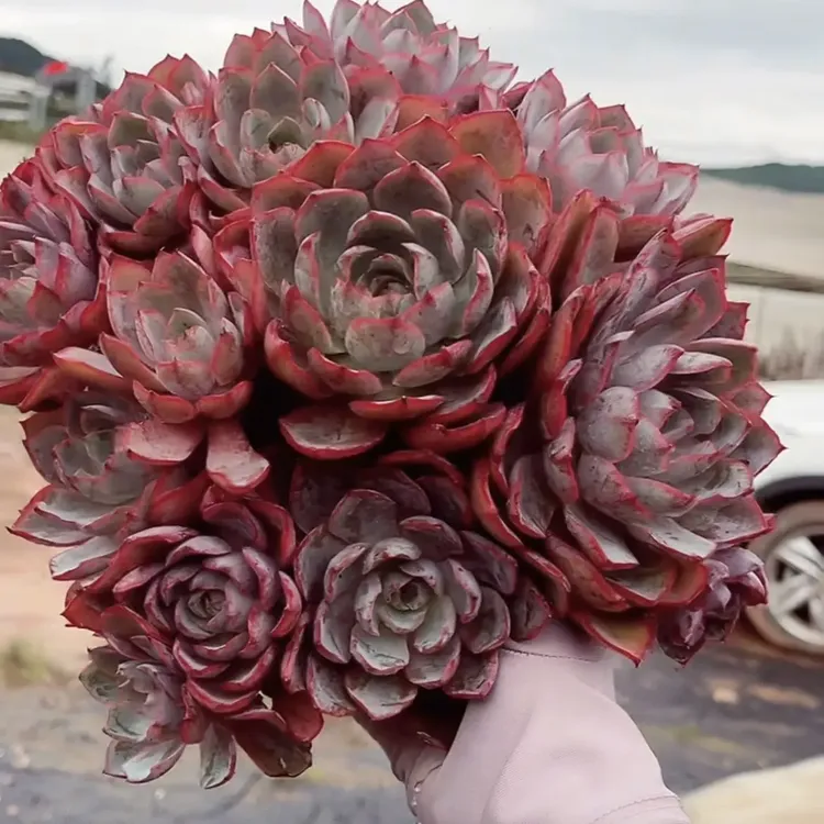 【老桩赫拉多肉】老桩好养 以直播实物大棵为准