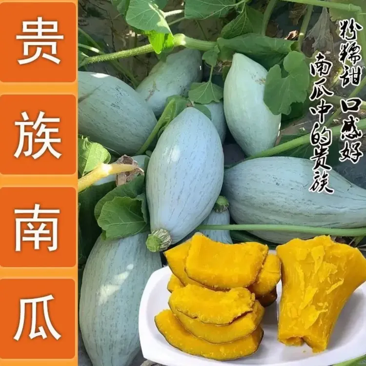 【新疆包邮】贵族南瓜种子甘甜干面家庭园艺果蔬四季种植盆栽蔬菜籽