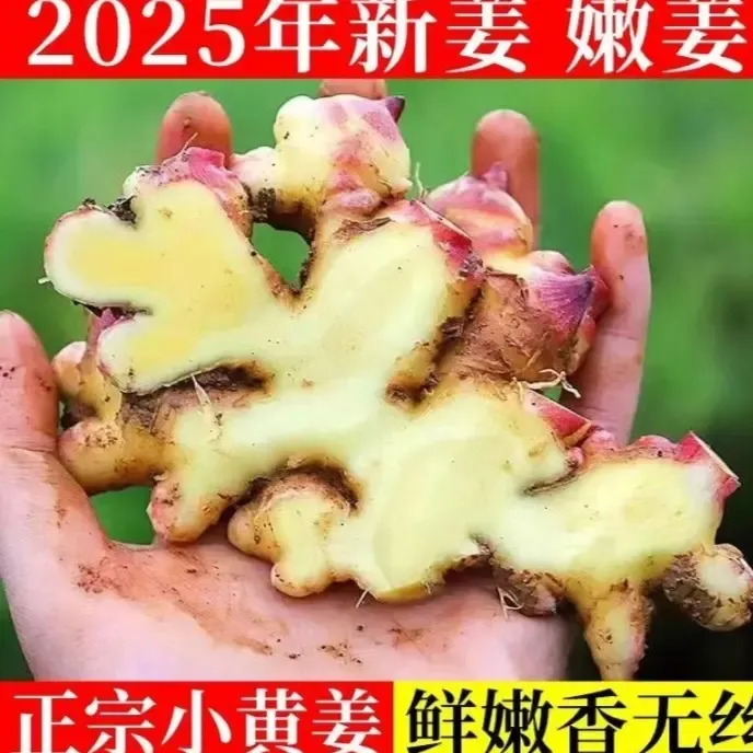 贵州现挖小黄姜红芽嫩姜当季蔬菜可做泡姜新鲜爽口生姜正宗精品