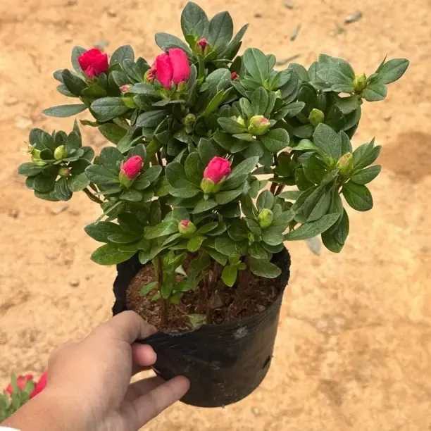 「新品福利」杜鹃花盆栽带花苞大颗老桩四季开花室内外好养易活花卉