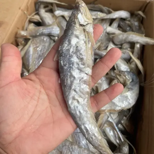 山东发货黄河刀鱼 毛刀咸鱼