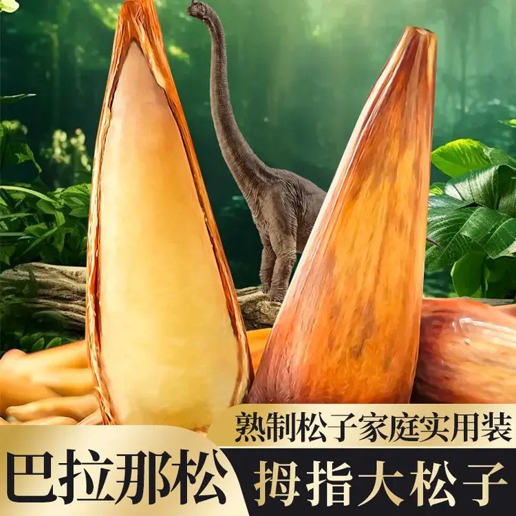拇指大松子礼盒品送礼收藏原味熟食巴拉那松子极味欢