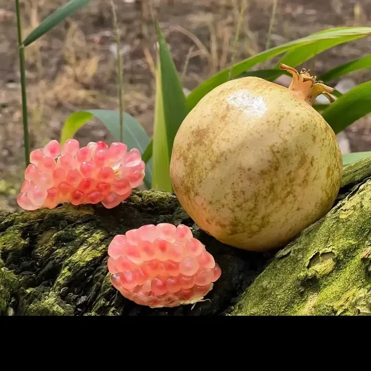 云南蒙自老树绿籽水晶石榴新鲜当季水果现摘现发坏果包赔