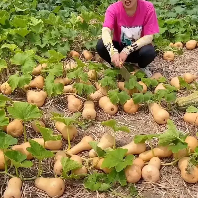 奶油南瓜种子四季种植高产甜糯香芋春季蔬菜黄瓜籽蔬菜瓜果种子商品图