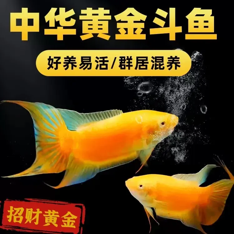 中国清洁黄金斗鱼招财鱼冷水淡水观赏鱼好养耐活免打氧