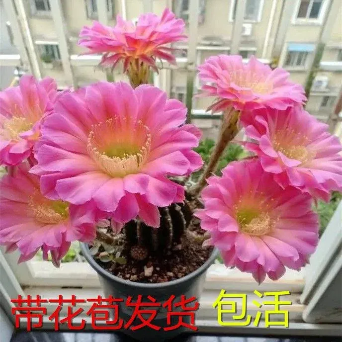 仙人球四季开花浓桃筋大花彩草开花仙人球毛花柱飞碟花卉盆栽大花