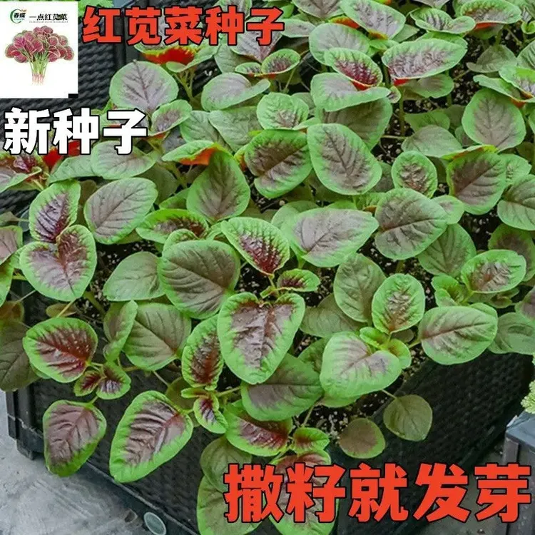 红苋菜种子汉菜籽四季蔬菜红圆叶苋菜柳叶苋菜阳台盆栽菜种子懒人