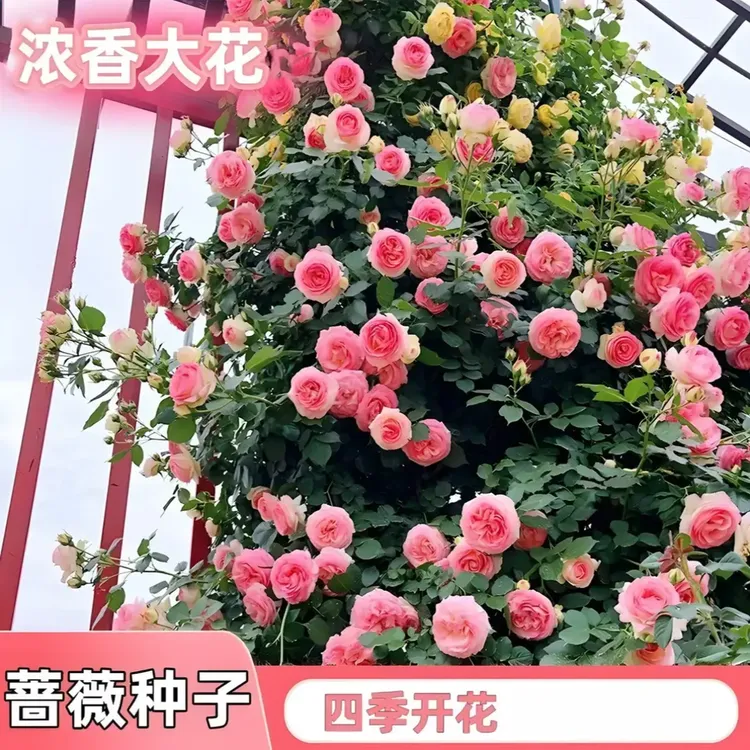 爬藤蔷薇花种子家庭阳台小院四季播种花海打造