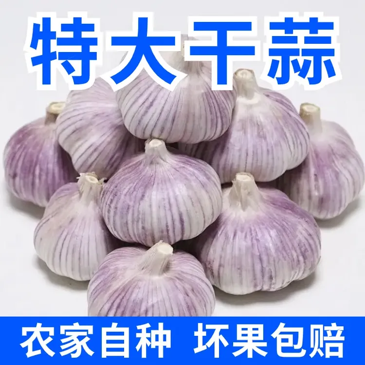 新蒜大蒜正宗紫白皮大蒜大蒜头干蒜5斤正宗紫皮干大蒜腌制蒜450g