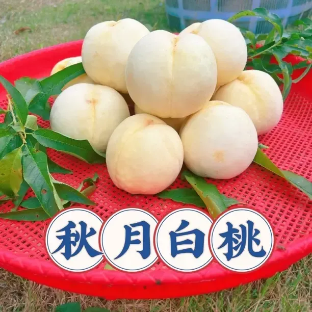 【顺丰包邮】新鲜现摘辽宁白桃甜油桃爽脆清甜果肉肥厚应季水果