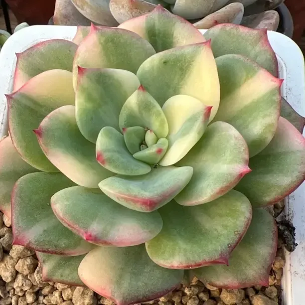 惊鸿仙子多肉植物盆栽好养颜值高适合新手