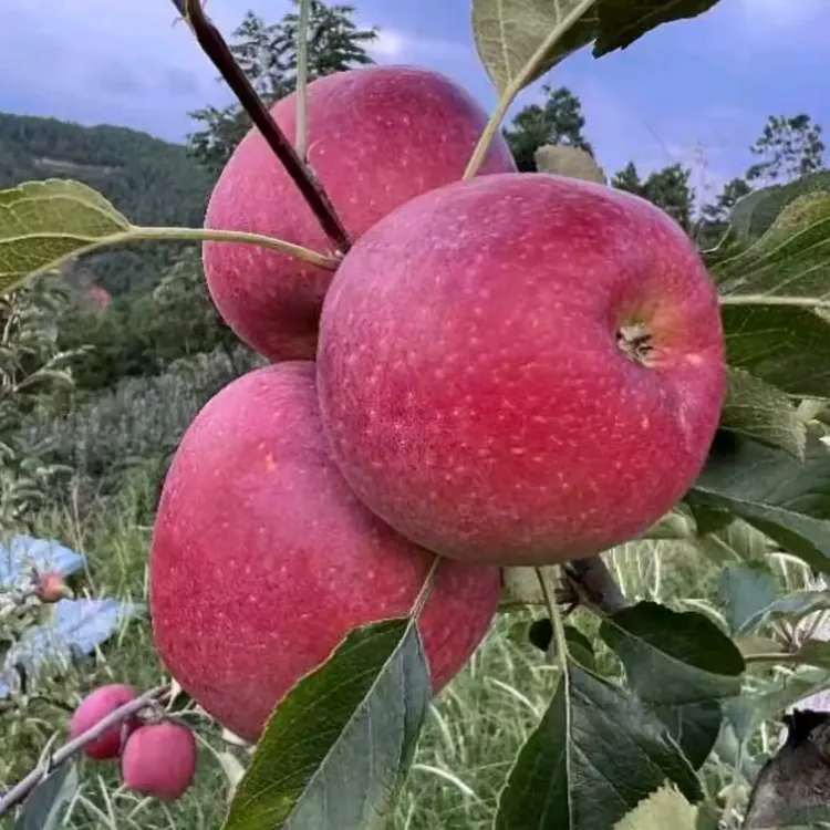 贵州威宁苹果冰糖心新鲜现摘脆甜多汁当季应季水果产地直发