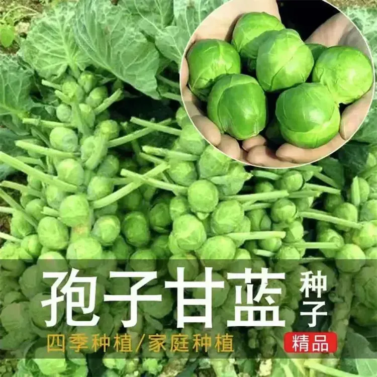 孢子甘蓝种子抱子甘蓝春秋季小型芽球包心菜阳台庭院四季播种简单