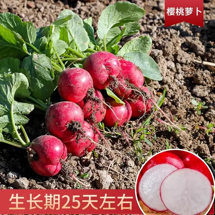 樱桃萝卜种子大全水果春秋樱桃萝卜菜籽四季种孑阳台盆栽蔬菜种籽