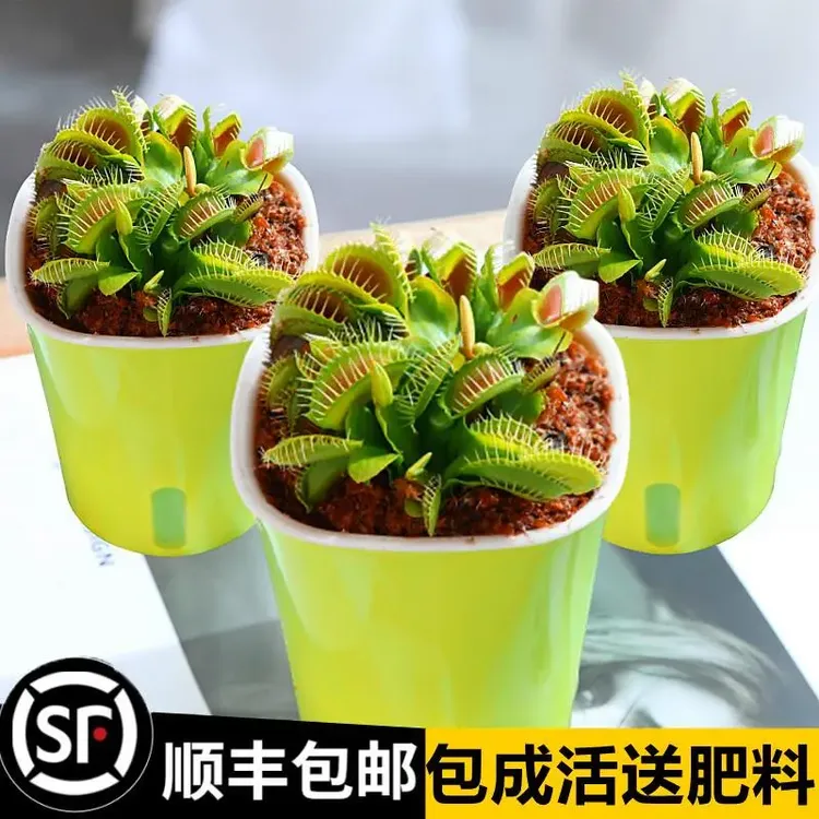 捕蝇草猪笼草食虫草食人花驱蚊草捕蚊草食蚊草超大捕虫草懒人盆栽