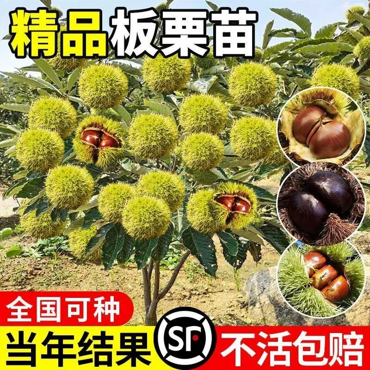 嫁接板栗苗树地栽南方北方种植大红袍特大板栗树果树果苗当年结果