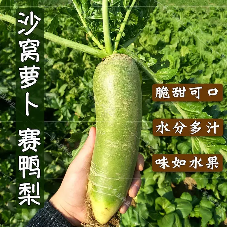 冰糖水果萝卜种子生吃脆甜不生虫不打药农家蔬菜种孑绿萝卜种籽