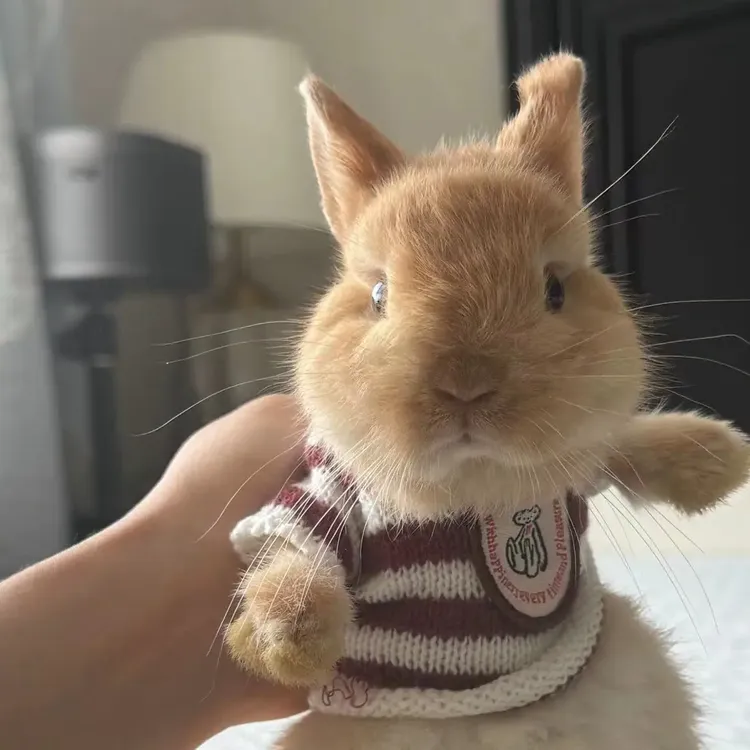 适合家庭饲养亲人无味小体型侏儒兔活体长不大垂耳兔好养宠物兔子