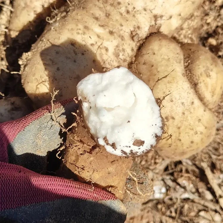 （小刘村长）山货代收   云南高山种植山药