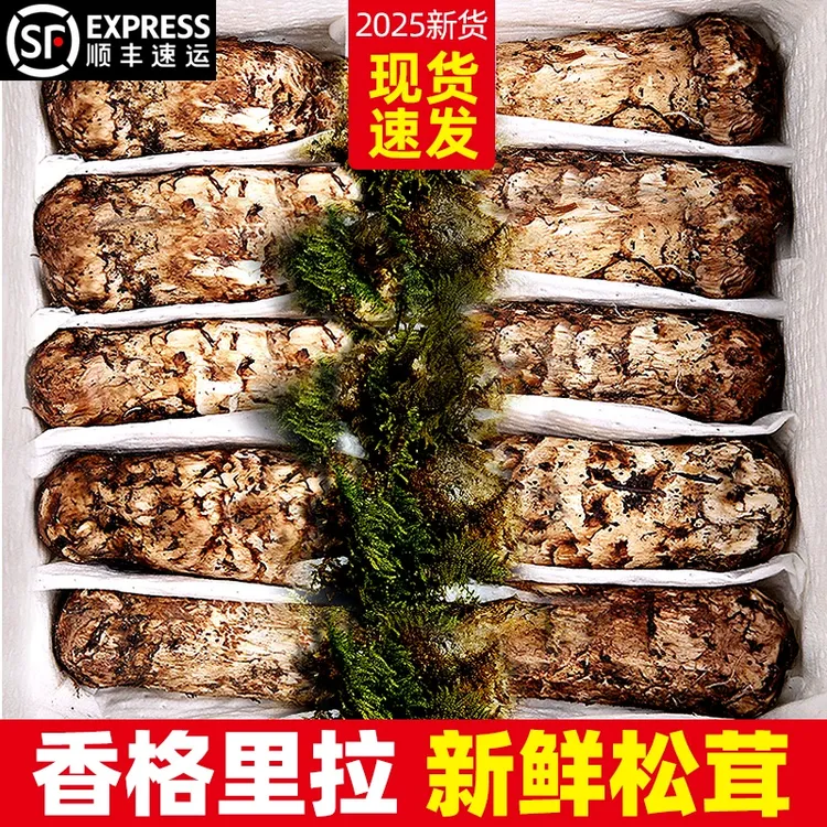 25年云南香格里拉新鲜松茸250g-1000g精选鲜货顺丰空运部分隔日达