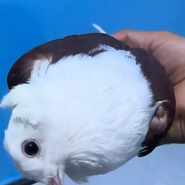 مايماق كەپتەر گۆھىرى 鸽子歪脖