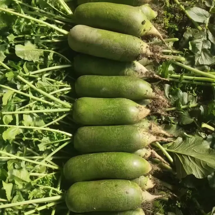 天津沙窝天星02水果萝卜 脆甜多汁 新鲜现拔现装箱生吃爽口