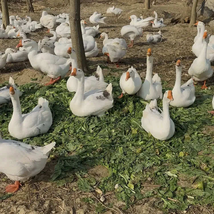 农村散养新鲜现杀大白鹅