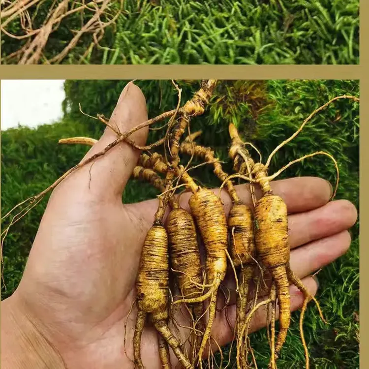 长白山新鲜带土现挖现采产地直发空运到家中