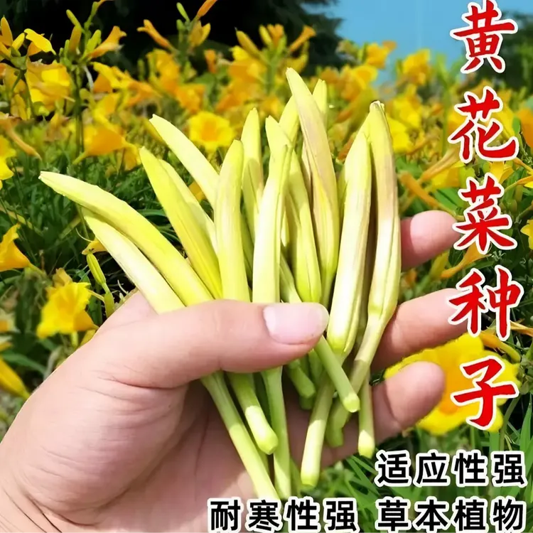 黄花菜种子四季播种金针菜补脑菜安神菜蔬菜种子