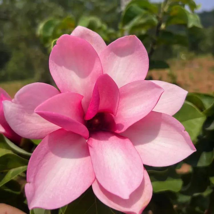 玉兰花树带花苞红玉兰紫玉兰 四季浓香耐寒 室内外好养植物花卉