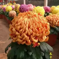 【太平红叶】大花富贵菊 九月大菊盆栽开花好看