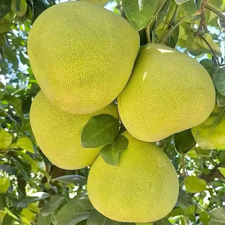 度尾正宗老树精品果多汁应季水果