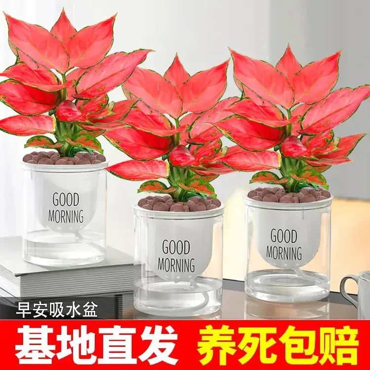 如意吉利红盆栽室内绿植盆栽桌面盆栽花卉盆景大叶水培苗