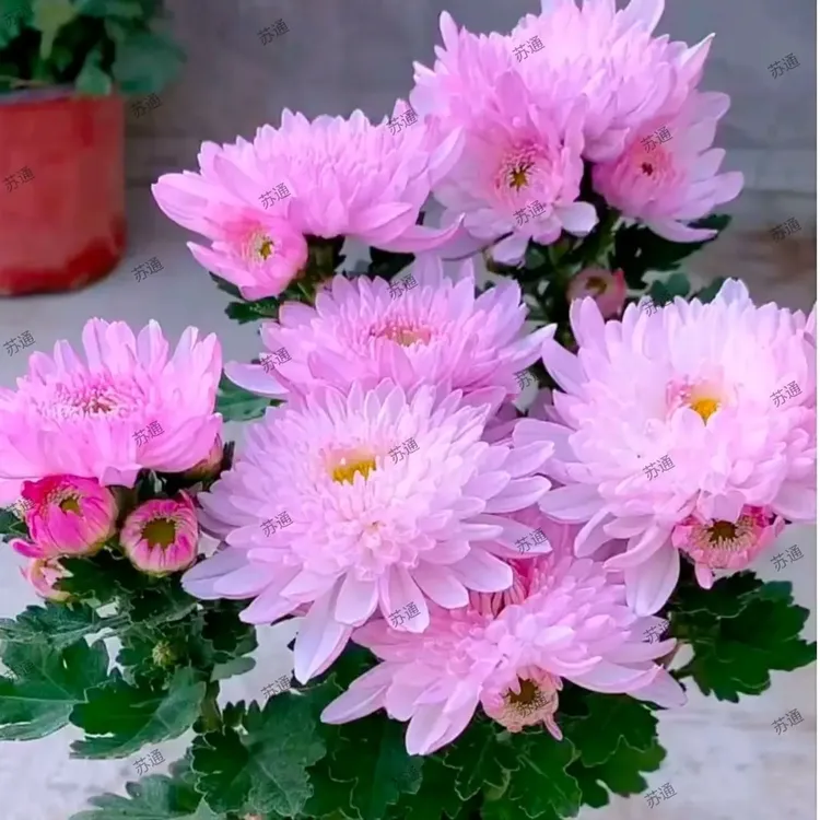 荷花菊盆栽多年生耐寒好养花卉带花苞发货适合室内外阳台菊花