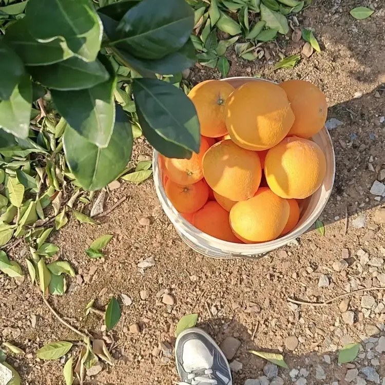 活动热销正宗湖南道州彭家脐橙现摘新鲜应季甜橙子果农直销