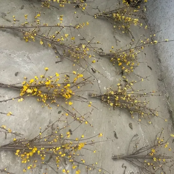 素心腊梅鲜花束带花苞插水即活