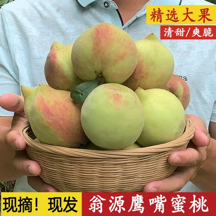 现摘正宗翁源鹰嘴桃大果爽脆甜新鲜水果广东韶关甜硬桃子5斤包邮