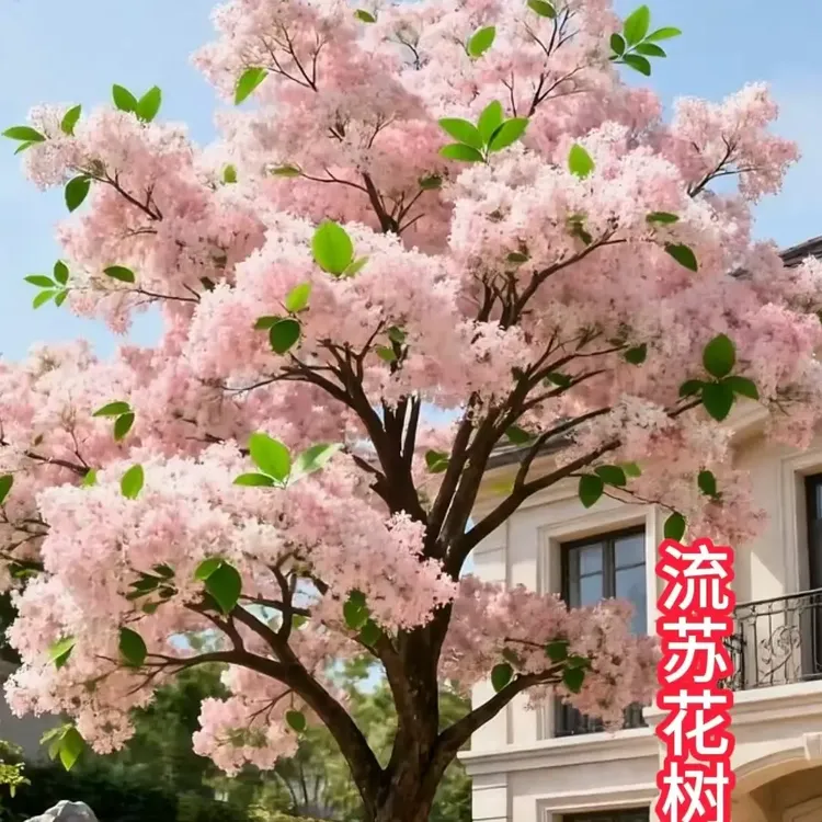 流苏花流苏树苗盆栽地栽庭院绿化盆栽地栽不带土不带叶