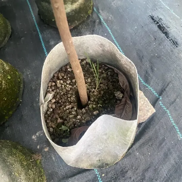 发酵鸡粪花生麸有机肥施肥种菜花卉果树多肉盆栽绿植通用农家肥