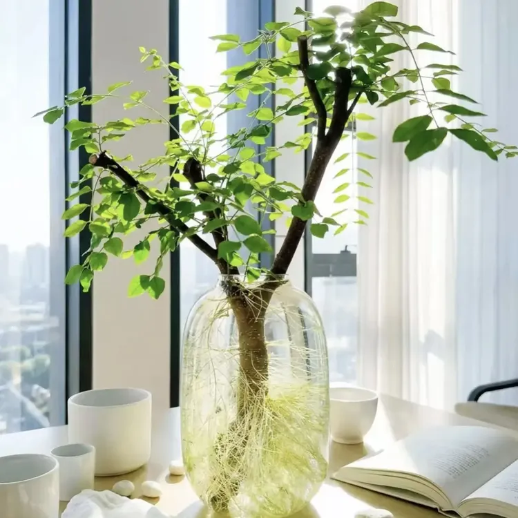 水培小叶女贞鲜切枝室内外绿植懒人花材茶台吧台桌面绿植素材苗