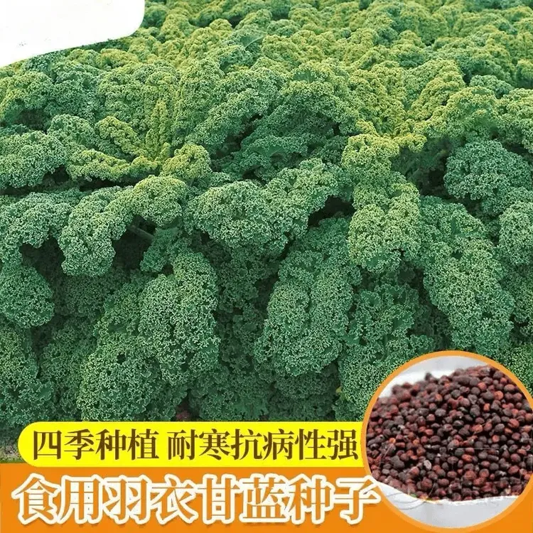 羽衣甘蓝蔬菜种子食用甘蓝蔬菜种籽阳台四季盆栽雨衣邹叶甘蓝种子
