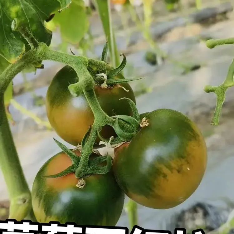碱地西红柿铁皮柿子酸甜脆爽顺丰包邮基地直发