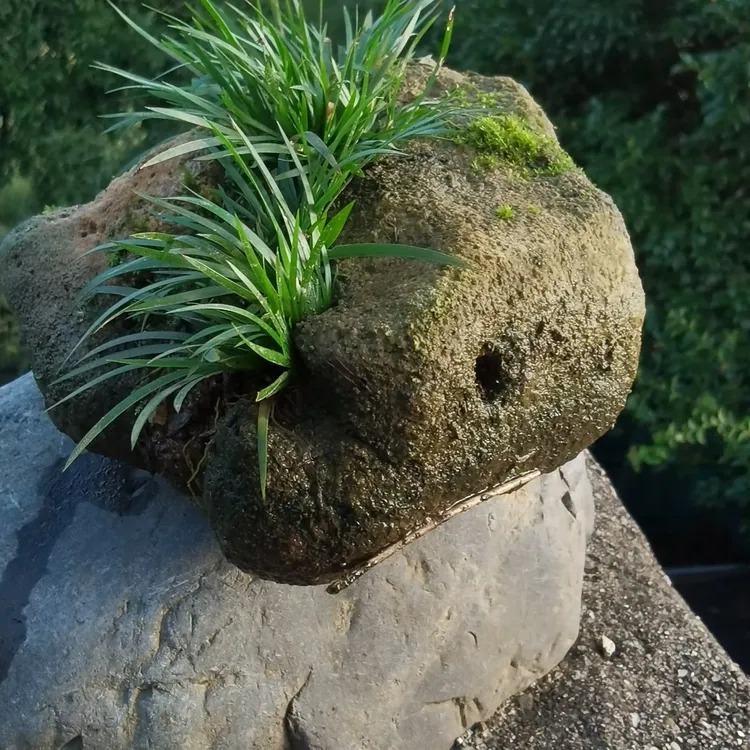 野生水石菖蒲水培土培适用鱼龟缸造景好养的懒人植物