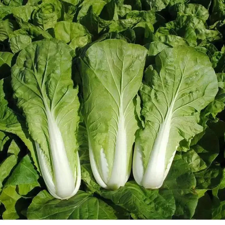 【奶油快菜种子】小白菜奶油快菜种籽花盆庭院种植四季快菜种子