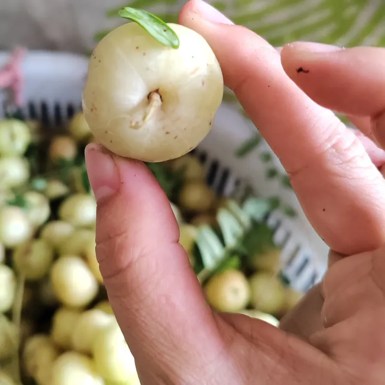 潮汕新鲜采摘崩坎油甘果当季水果生吃回甘煲汤清甜