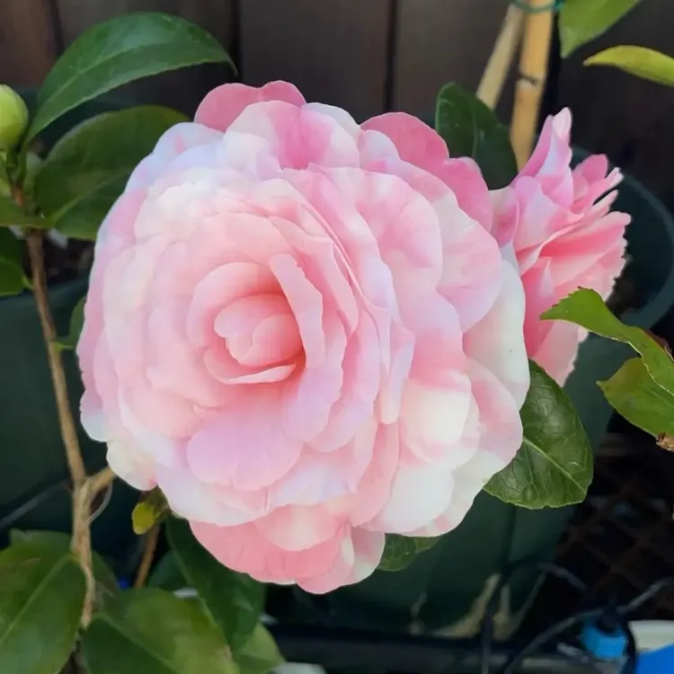 带花苞浓香型山茶花盆栽室内外好养耐寒耐热四季可养绿植鲜花