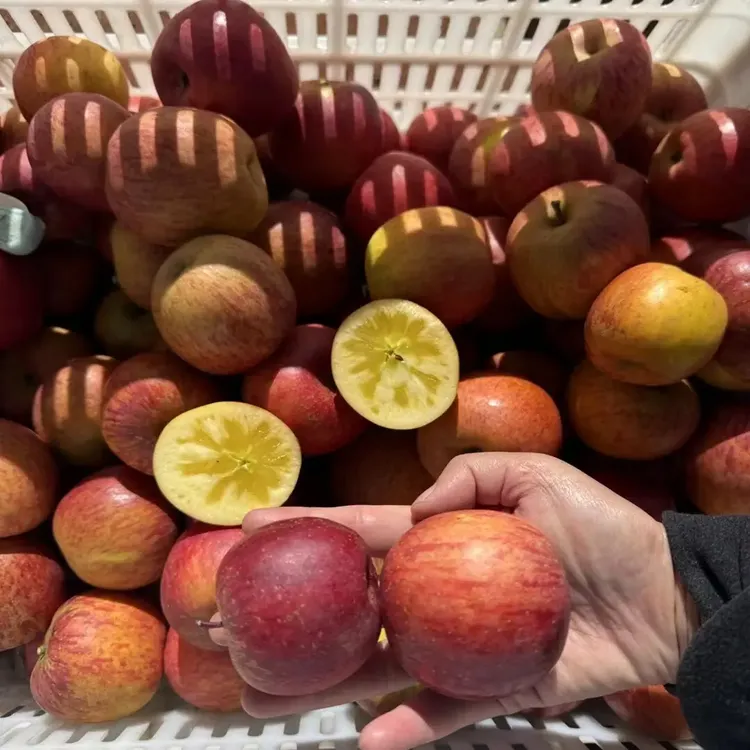 云南高山太阳纹糖心苹果，苹果糖心高达80%，脆甜多汁，顺丰发货